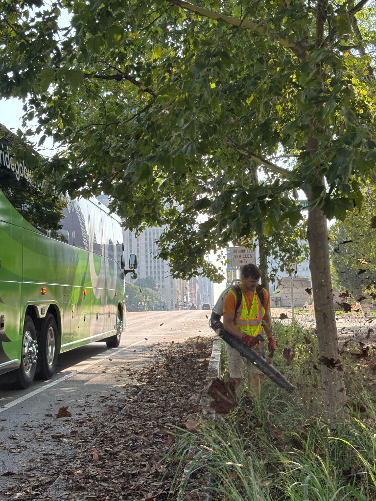 Lawn Improvement before